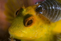   was almost end my dive when spotted this little blenny his hole slowly reached him started taking pictures saw confident enough approach more closely noticed parasites he carrying  